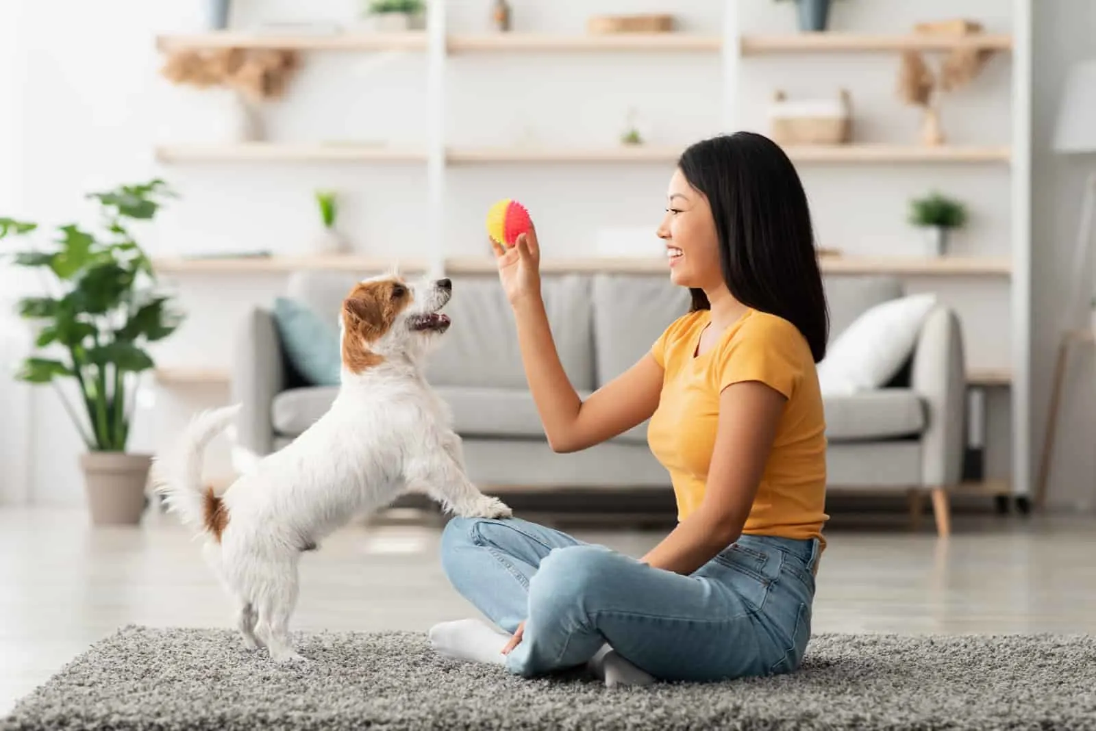 Female owner playing with joyful dog at home