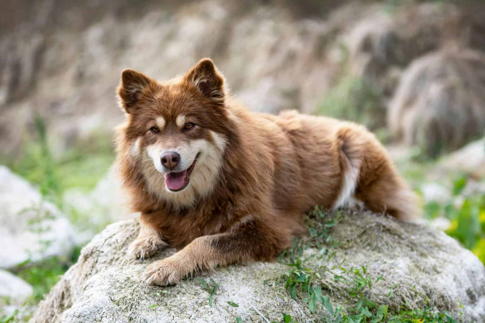 Finnish Lapphund