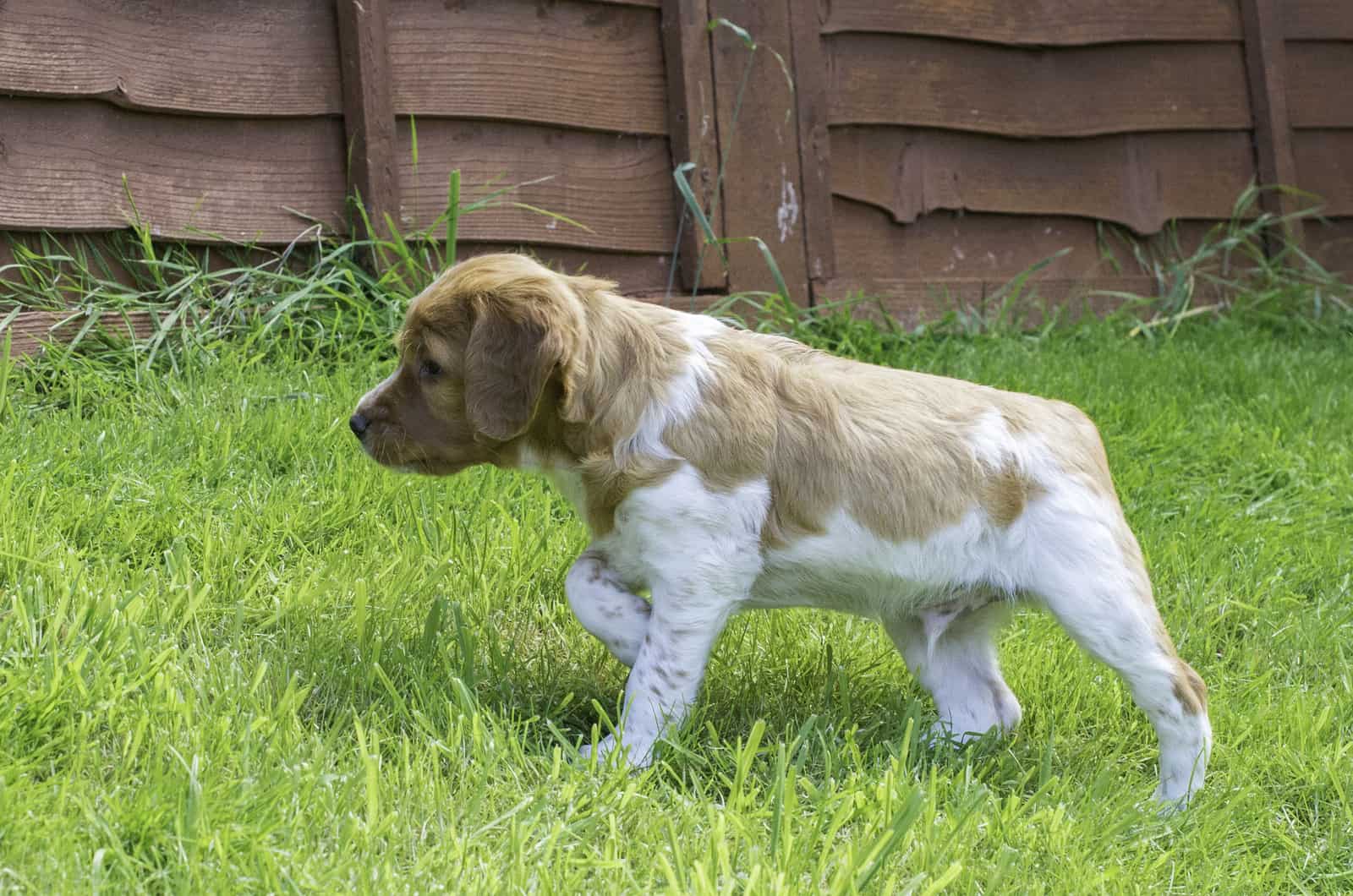 French Brittany Spaniel Puppy pointing in the grass