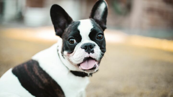 Top 9 French Bulldog Breeders In Illinois