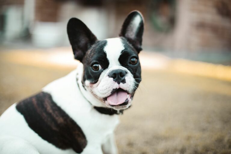 french bulldog