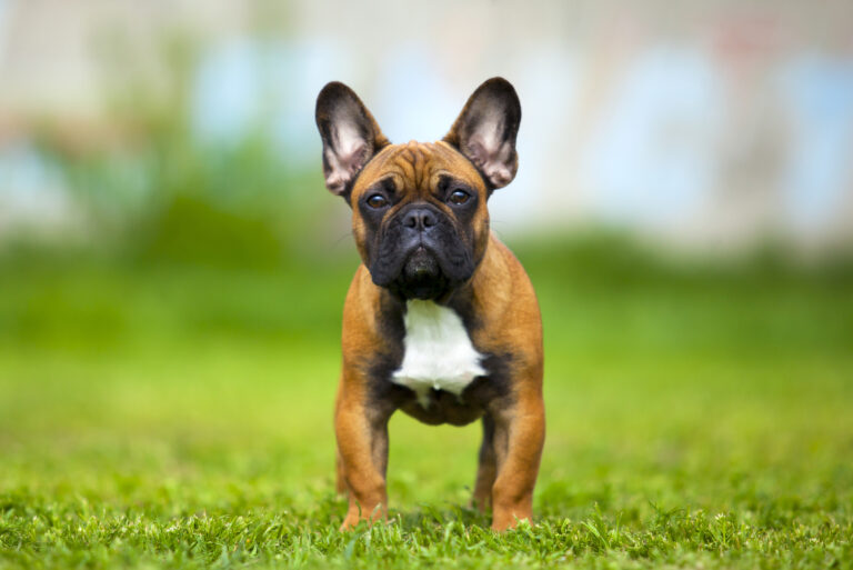 French Bulldog standing on grass