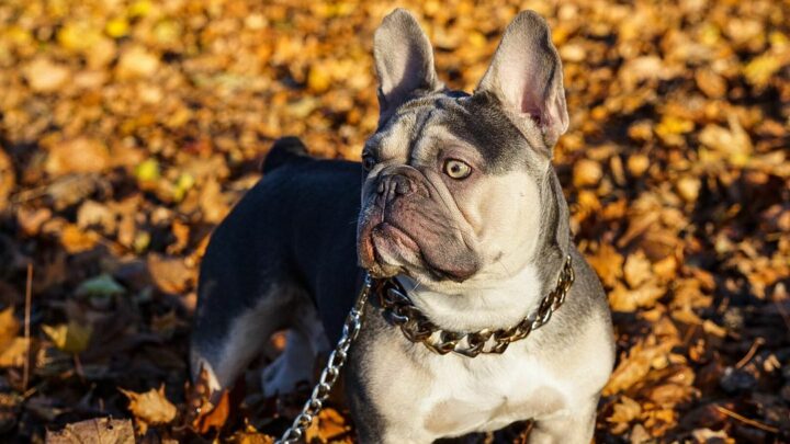 French Bulldog Mixes: A Guide To 32 Adorable Crossbreeds