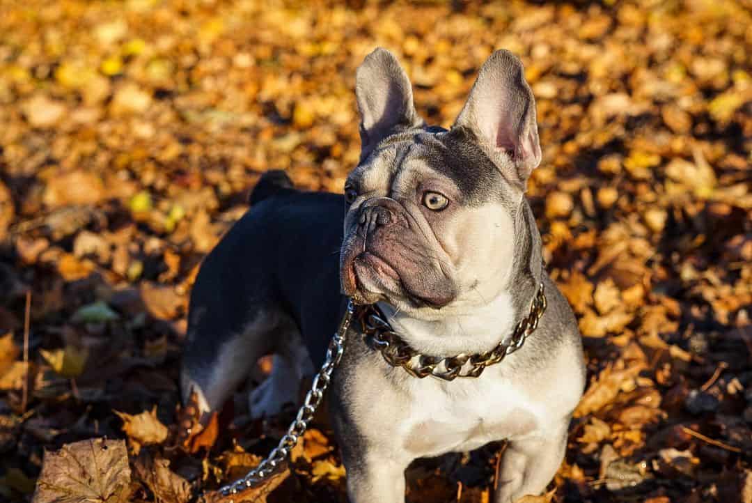 french bulldog in park