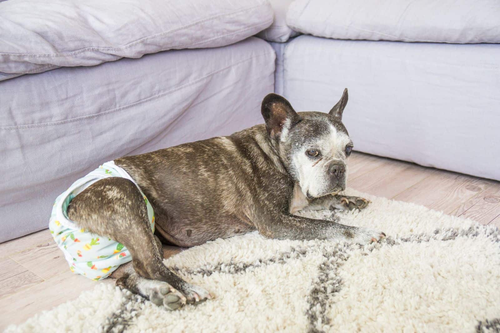 French Bulldog wearing diapers and lying down on the carpet at home