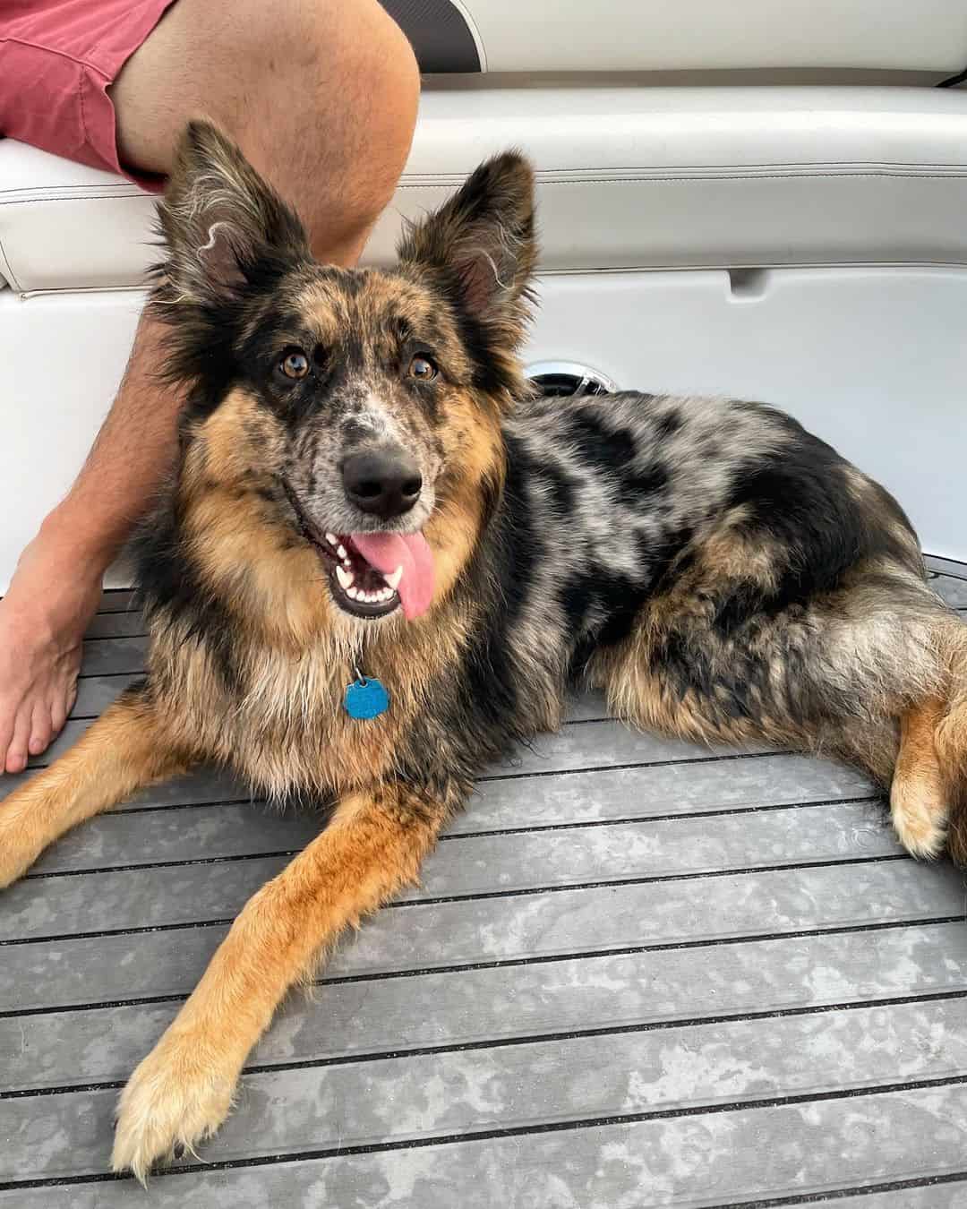 German Australian Shepherd