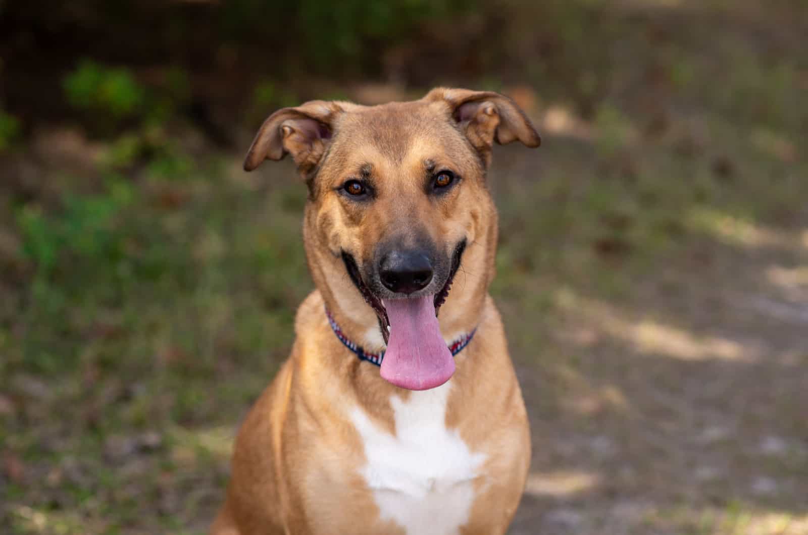 German Ridgeback