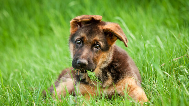 German Shepherd Breeders In Minnesota: Top 8 Picks