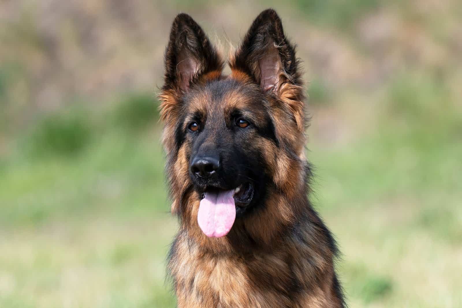 German Shepherd posing for photo