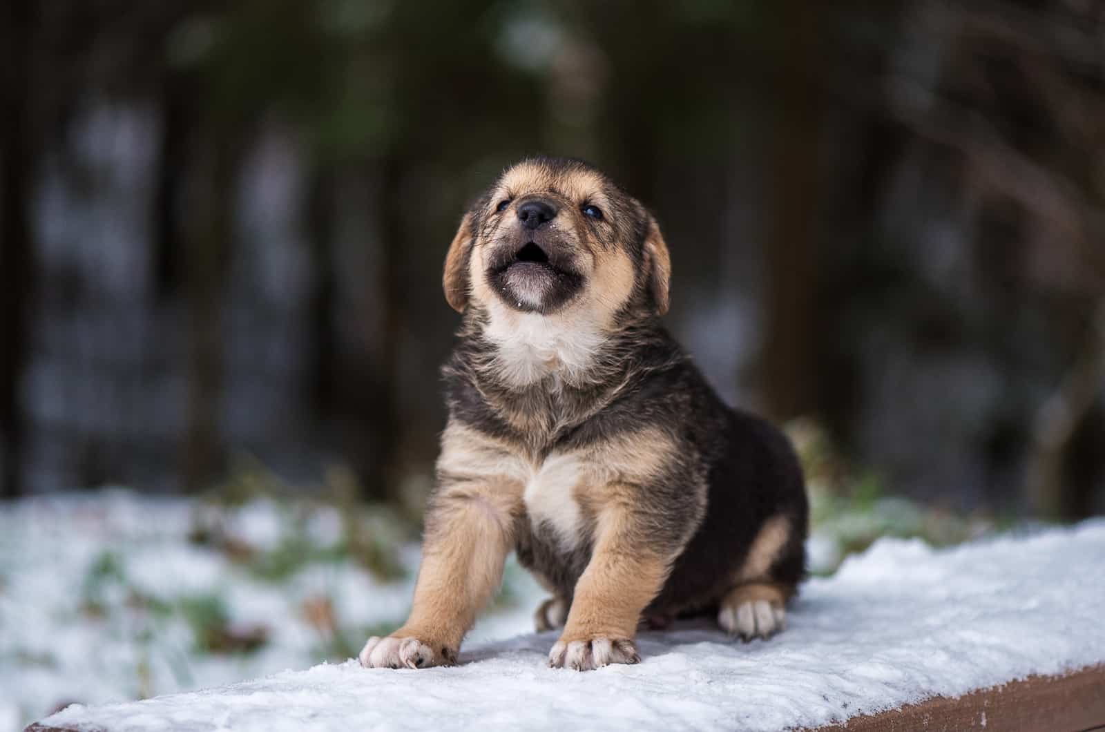 German Shepherd puppy sitting in the snow