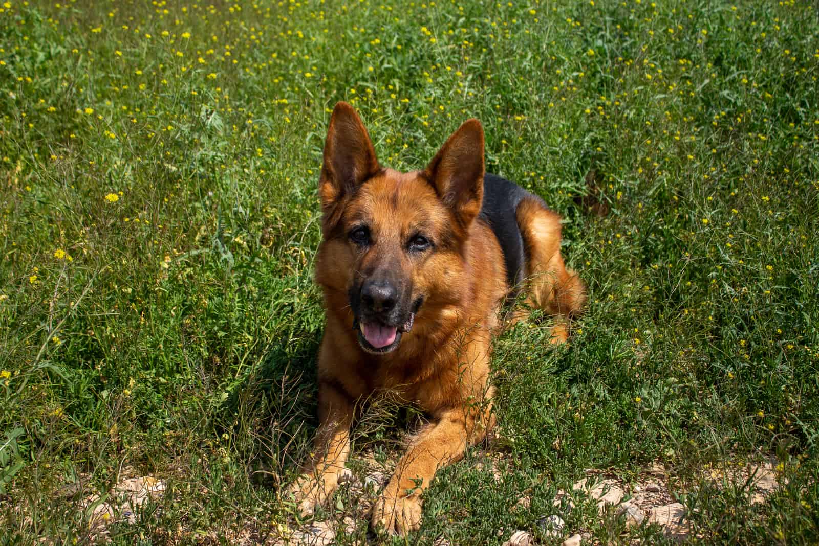 German Shepherd sitting on grass looking up