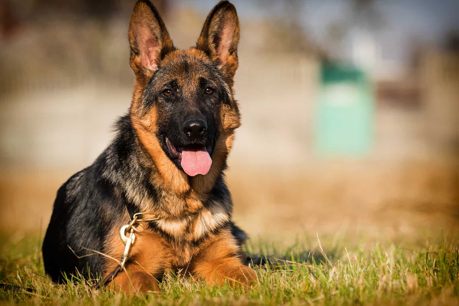 German Shepherd sitting on grass outside