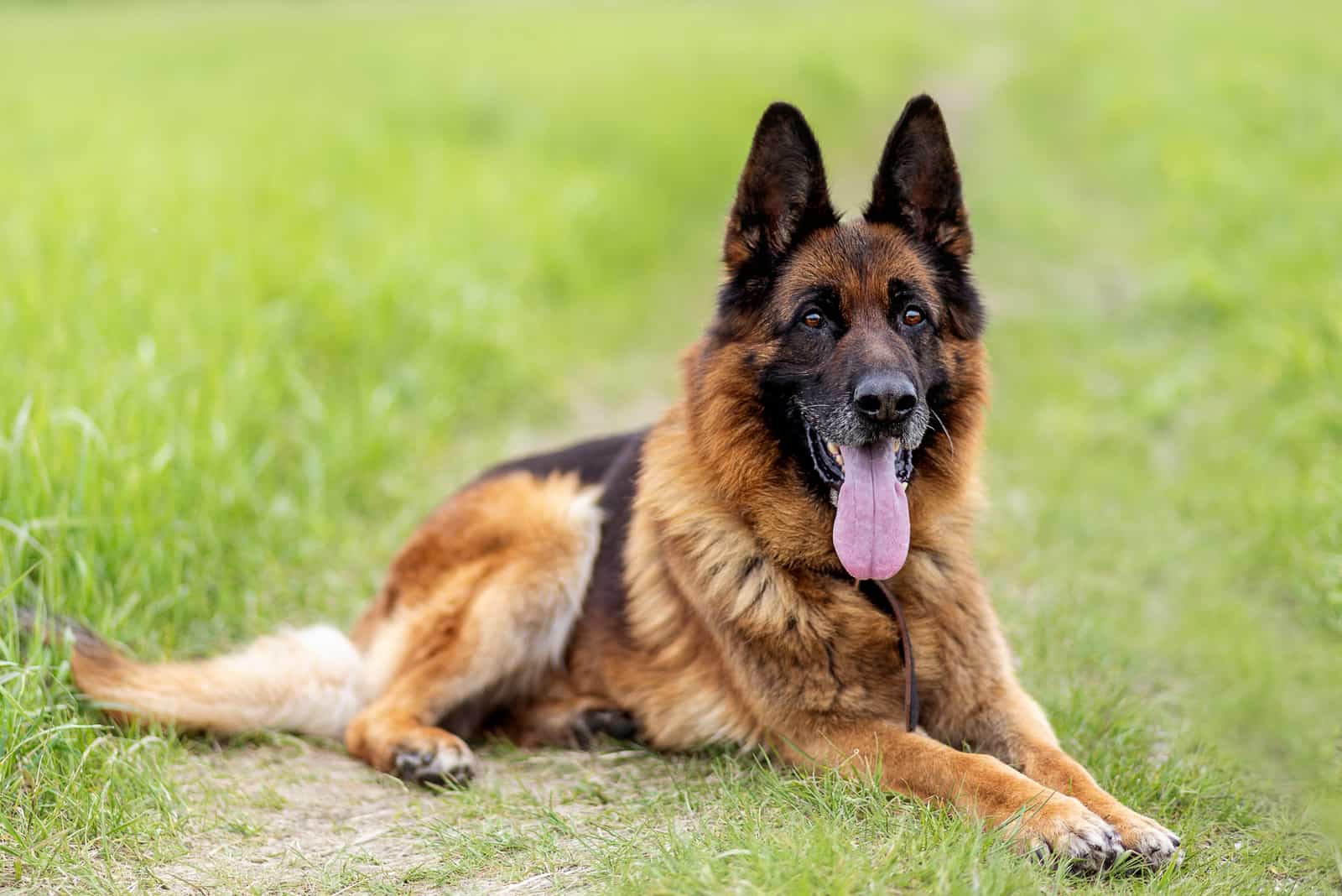 German Shepherd