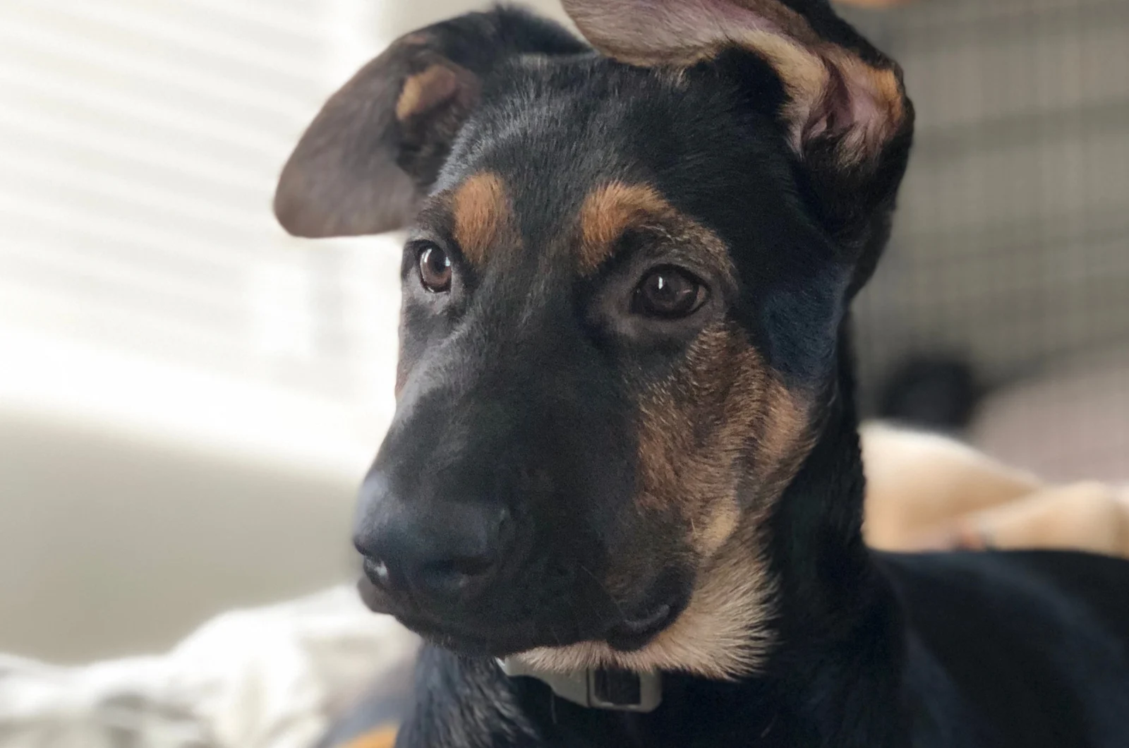 German Sheprador puppy