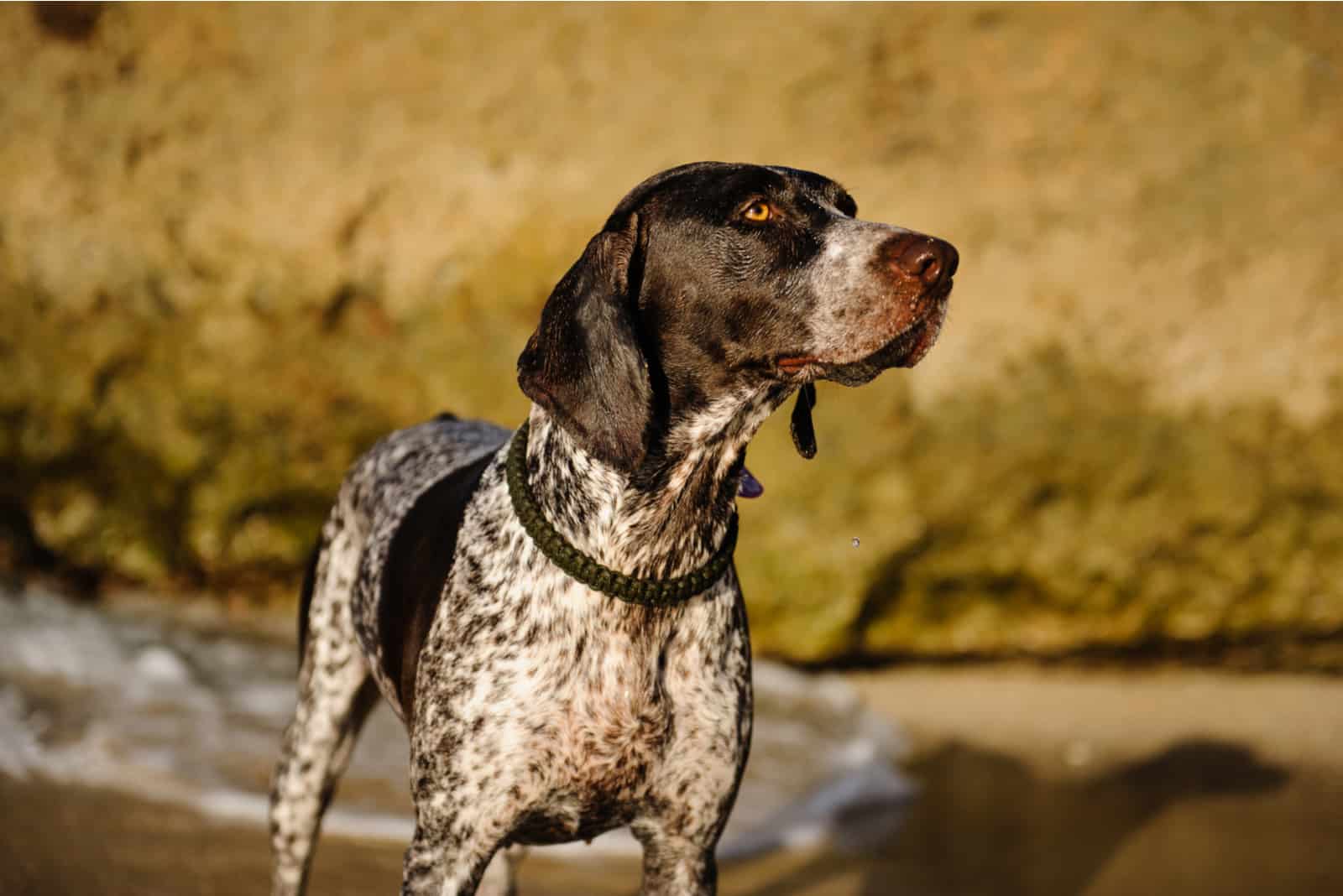 German Shorthair Pointer dog outdoor portrait on beach rock