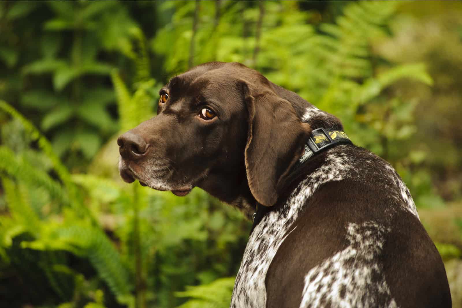 German Shorthair Pointer looking back