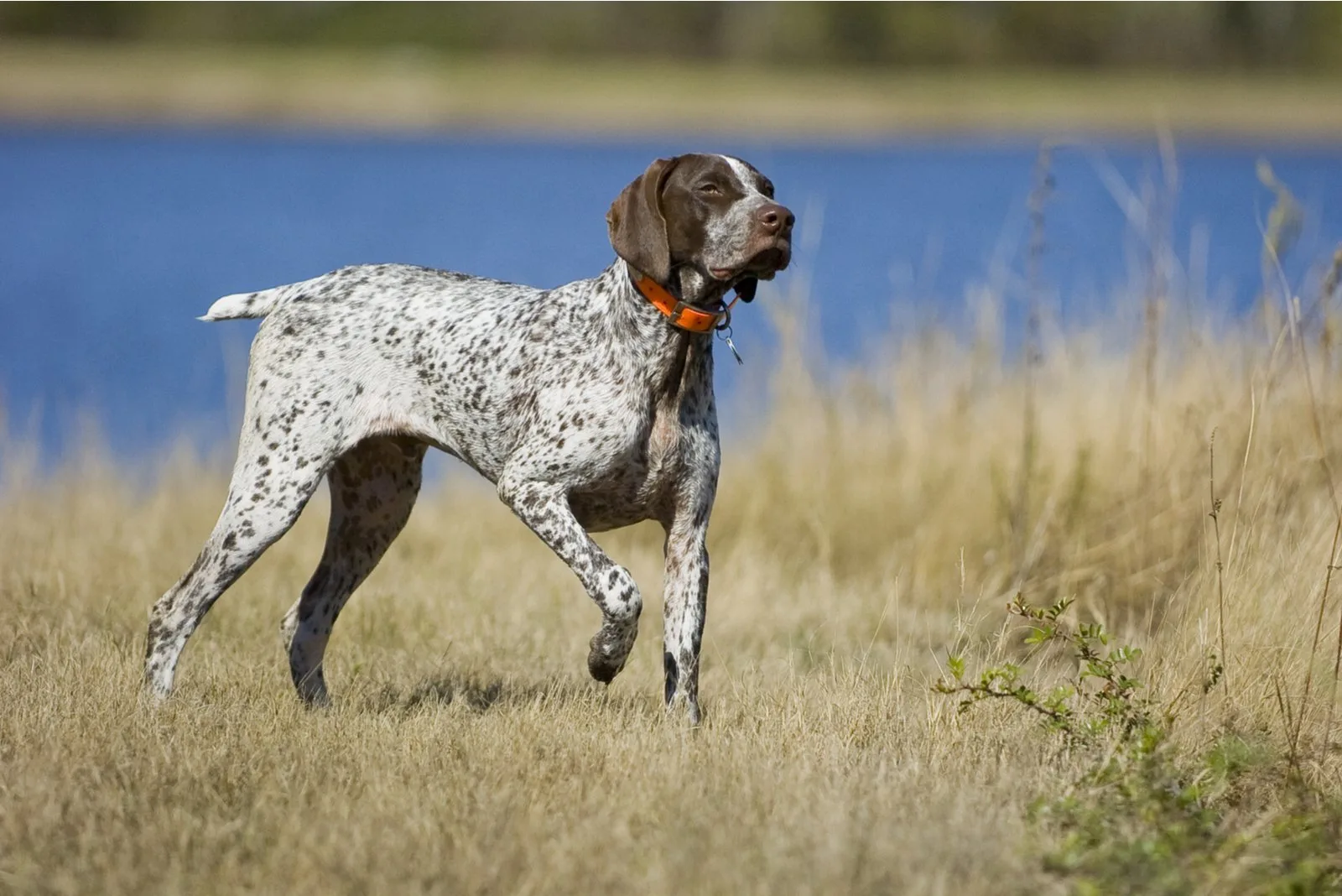 German Shorthaired Pointer dog by water