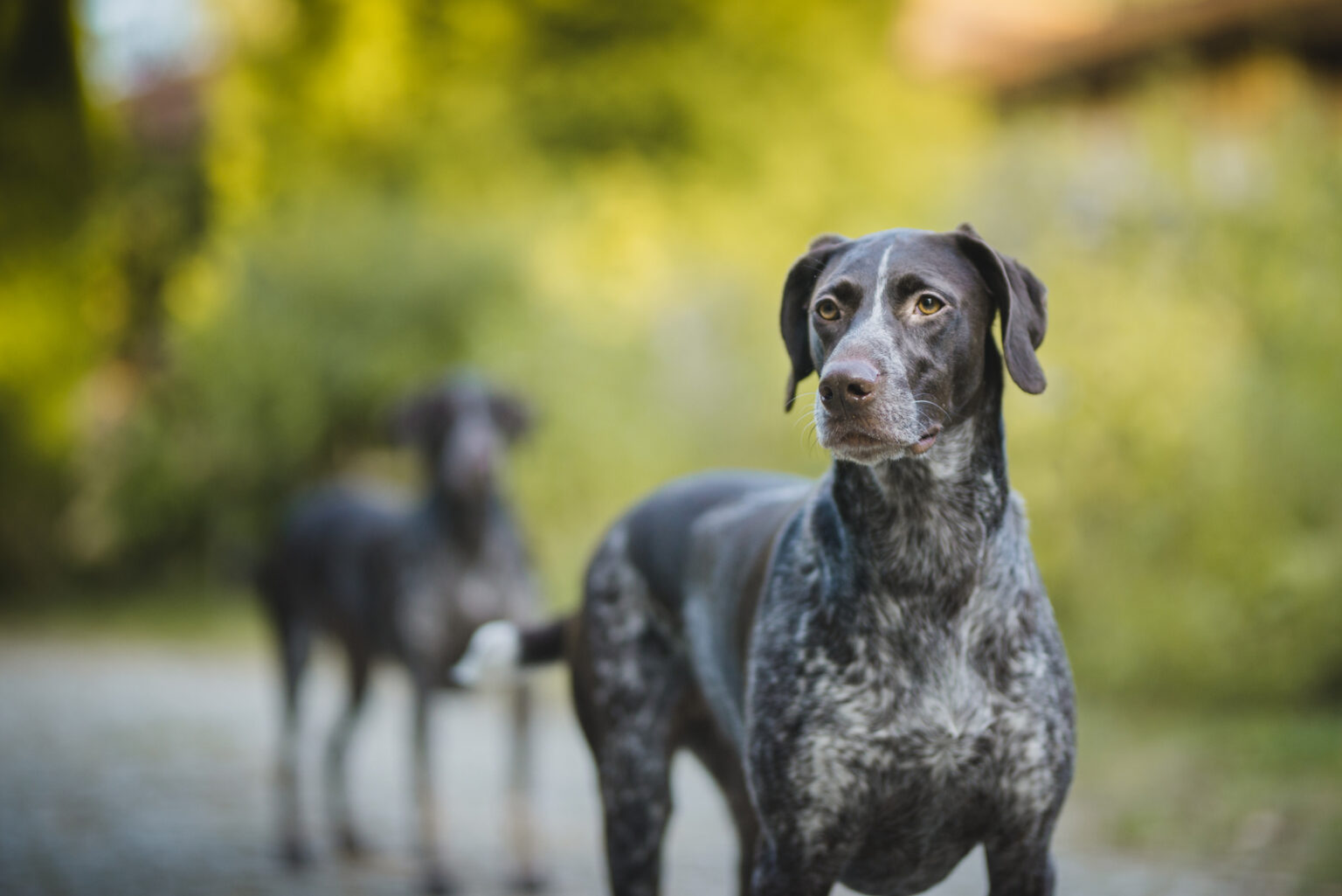 Reputable Pointers 8 Reputable German Shorthaired Pointer Breeders In Ontario