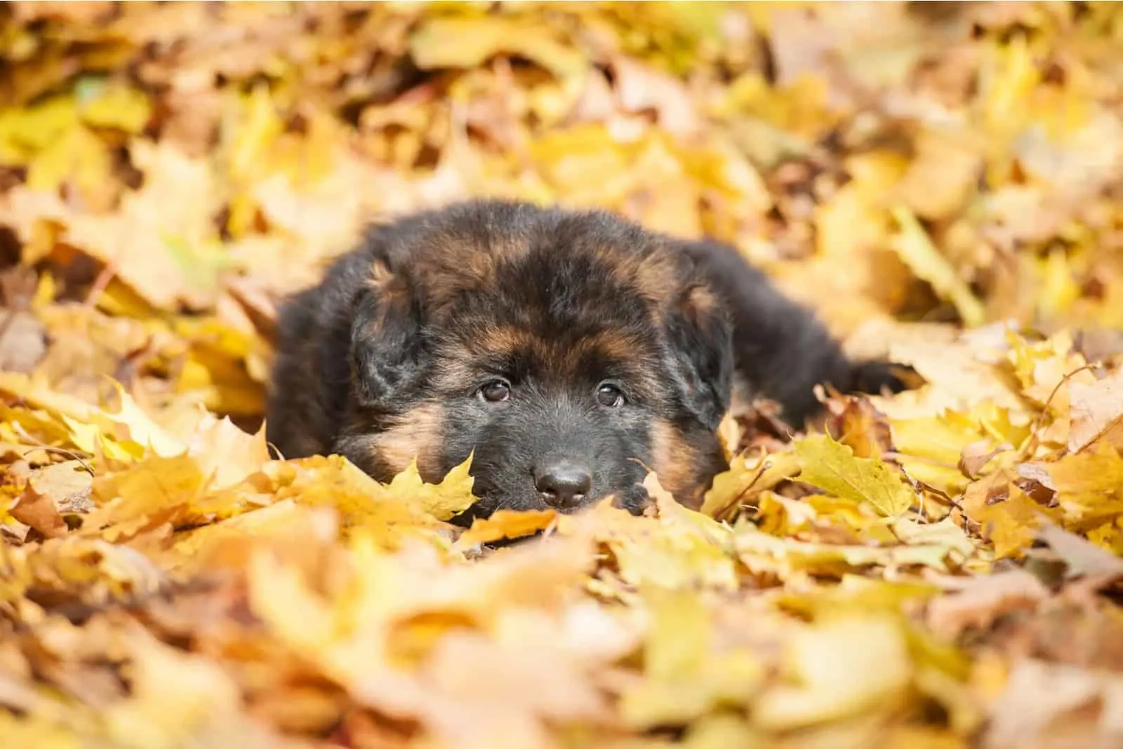 German shepherd puppy lying in the falling leaves in autumn