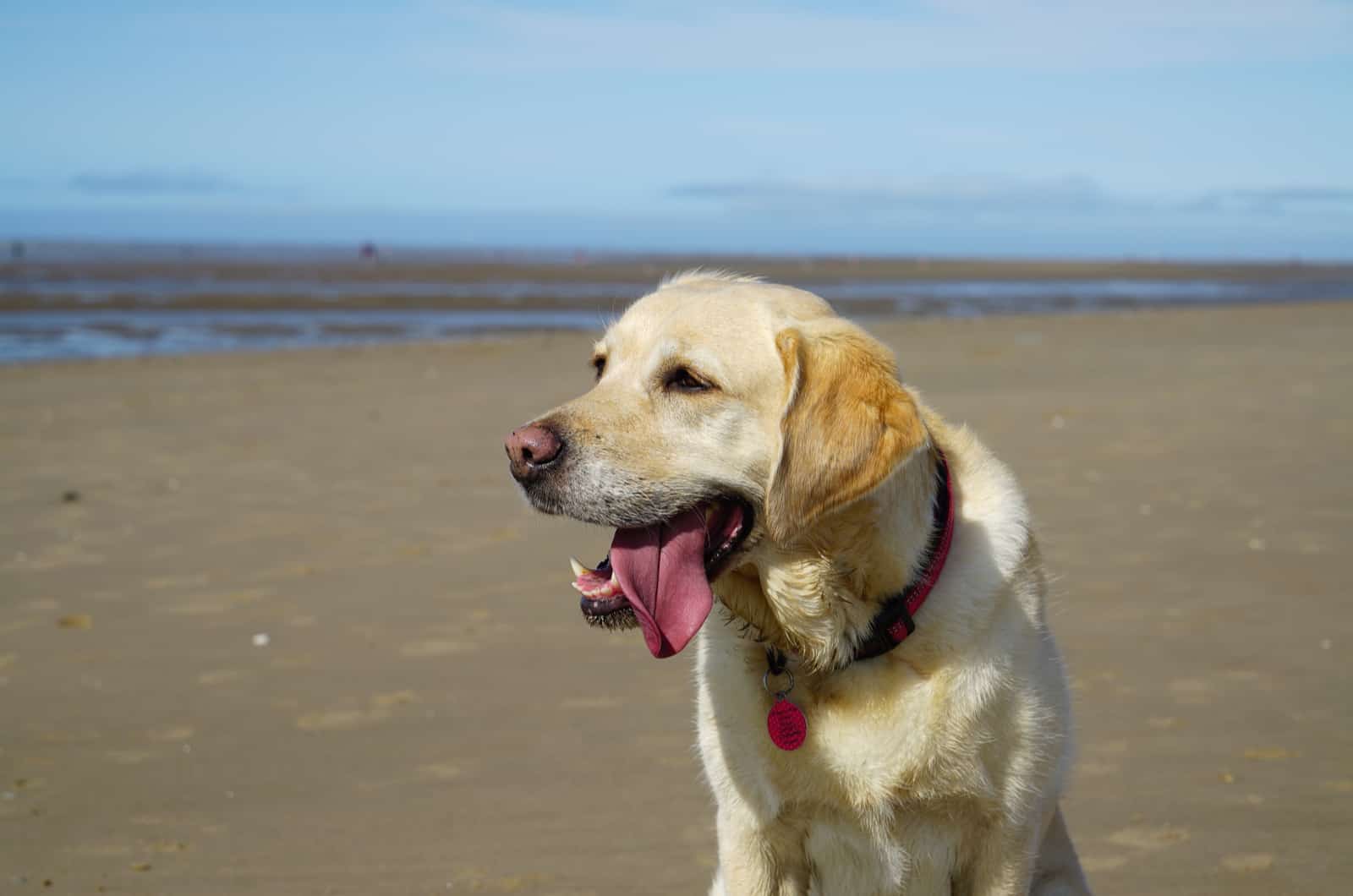 Goldador Dog on the beach