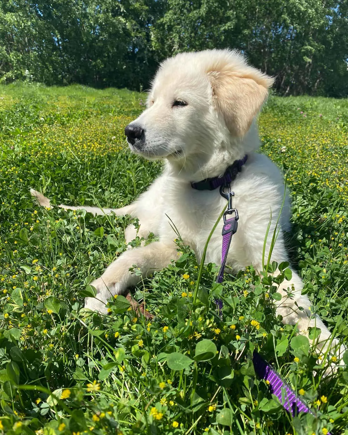 Golden Akita puppy in the green grass
