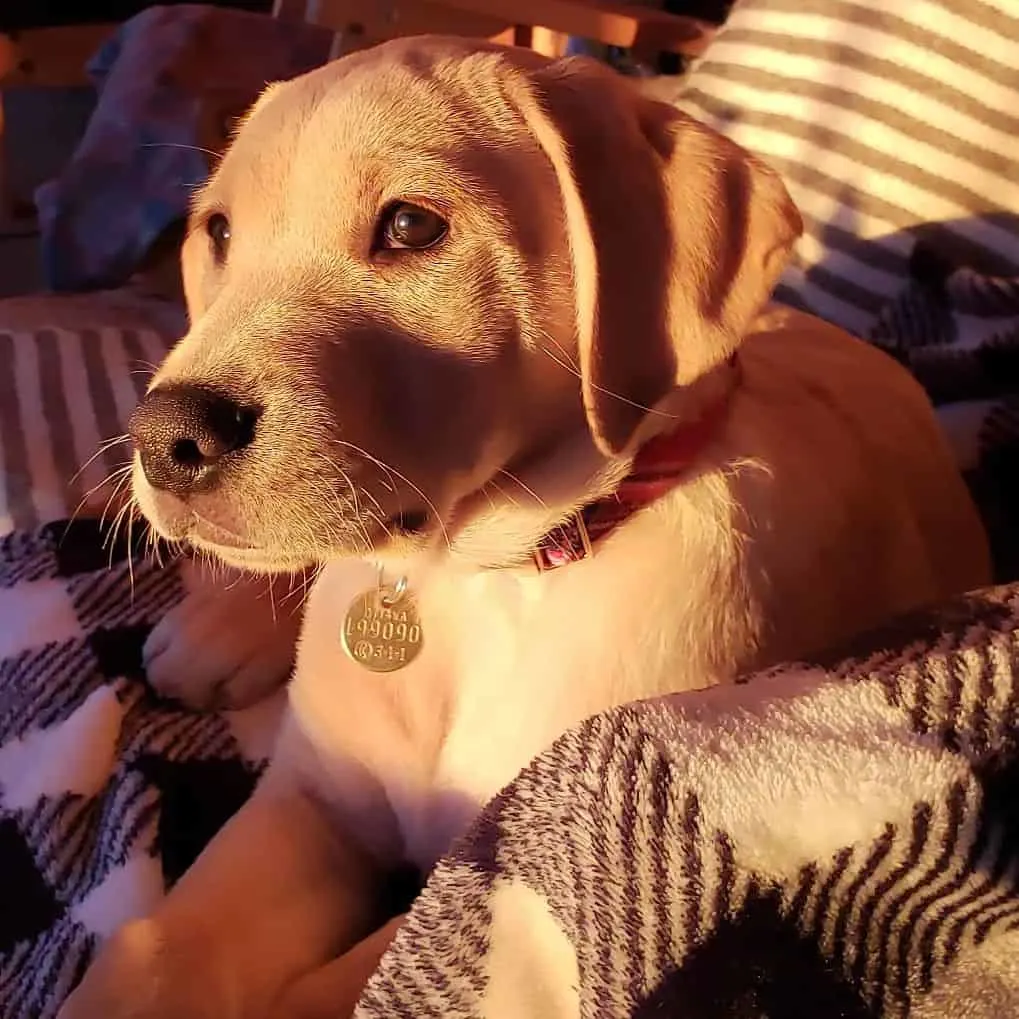 Golden Boxer puppy in sunlight