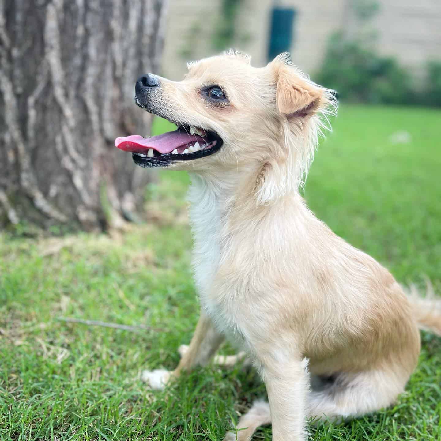 Golden Chi dog