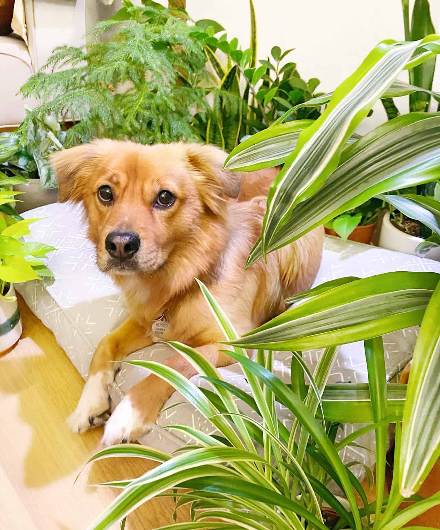 Golden Corgi with plants