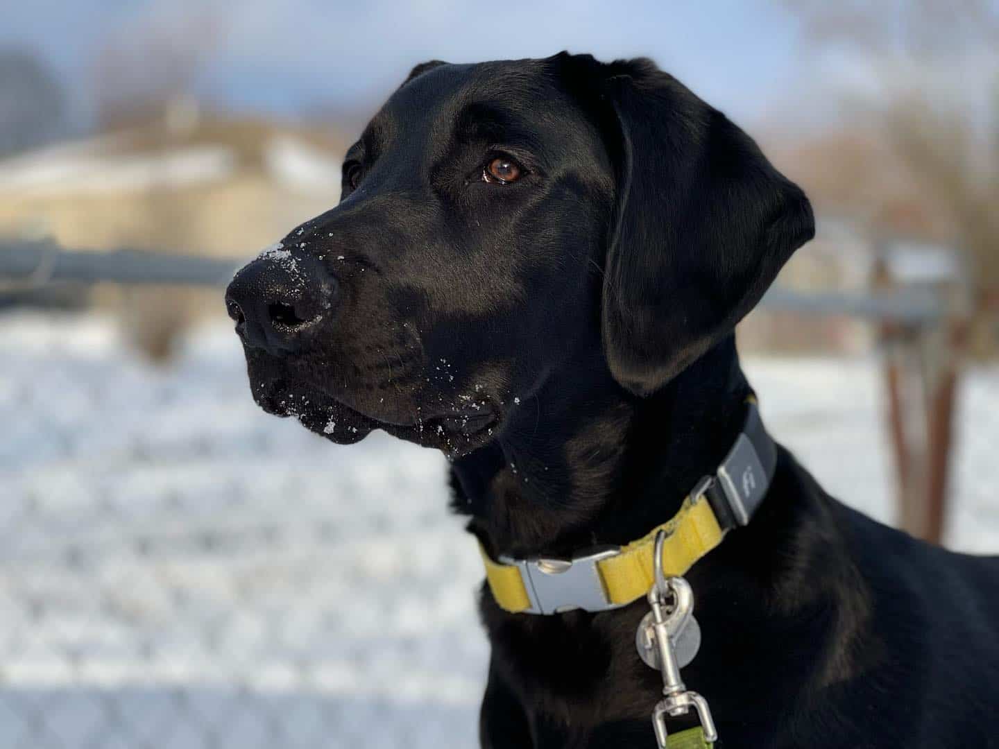 Golden Doberman in snow