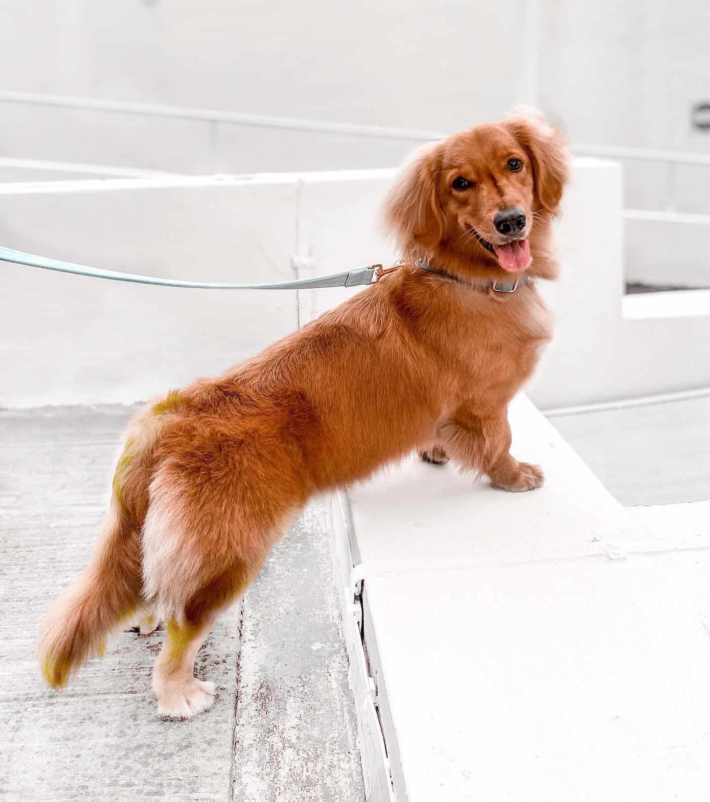 Golden Dox dog standing outdoor