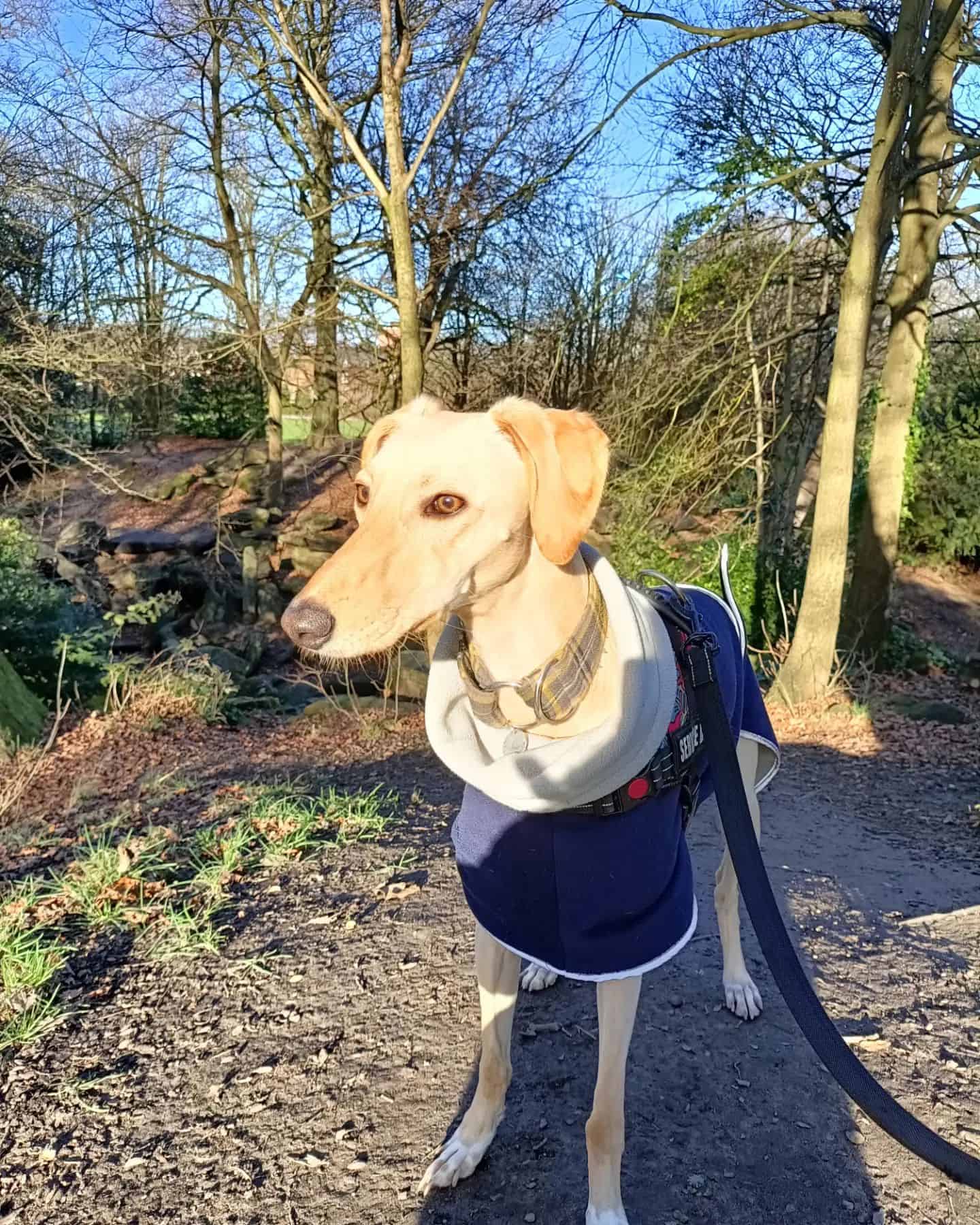 Golden Greyhound in the wood