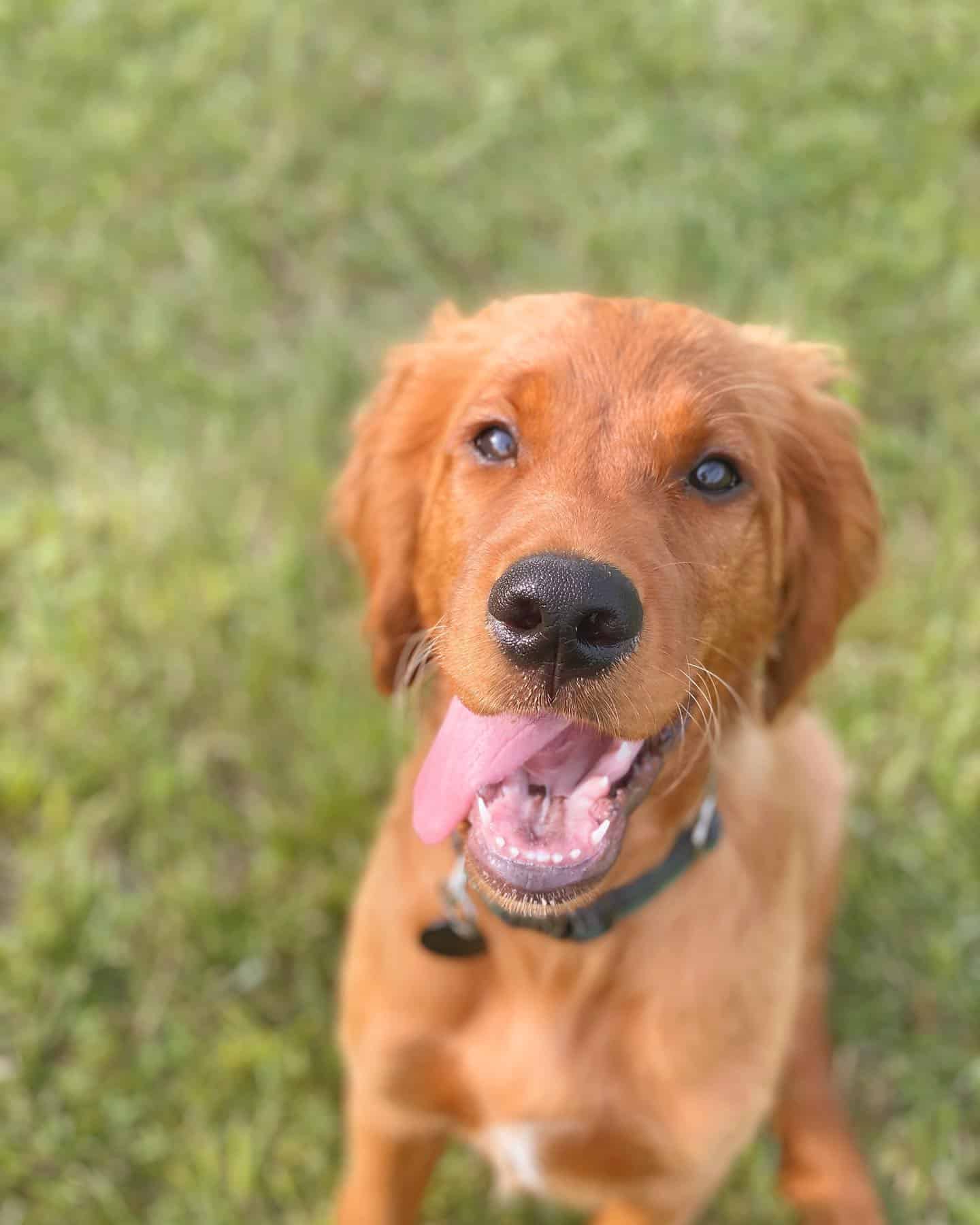 Golden Irish dog