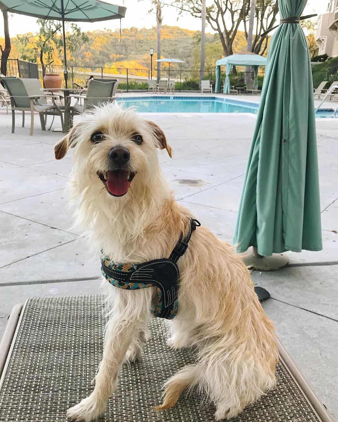 Golden Jack Retriever on the pool