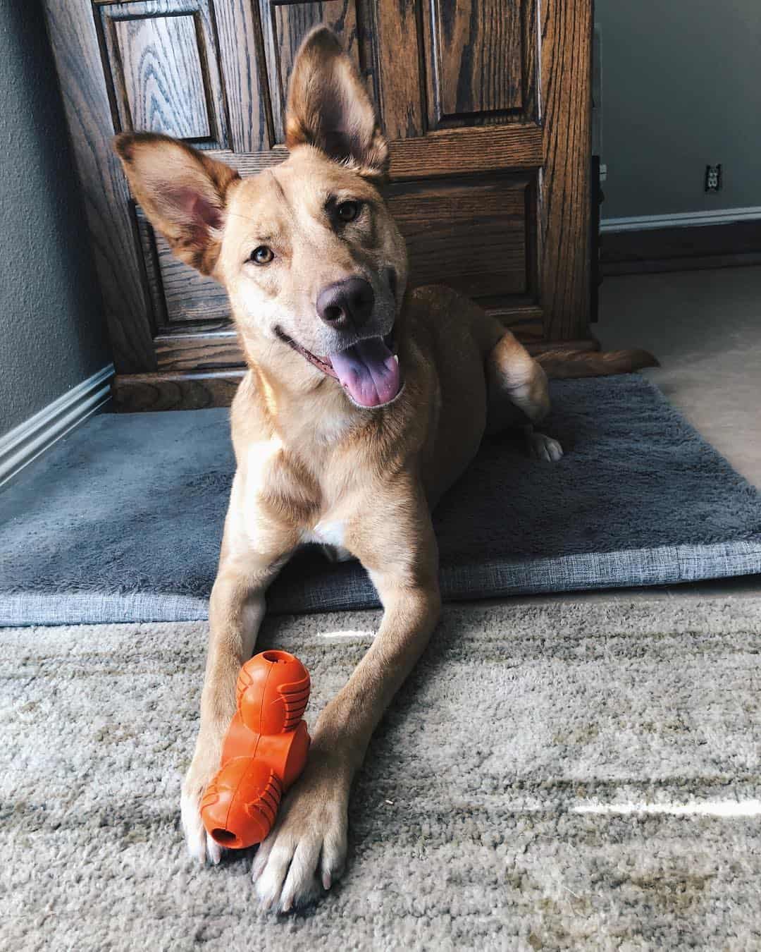 Golden Malinois dog with toy