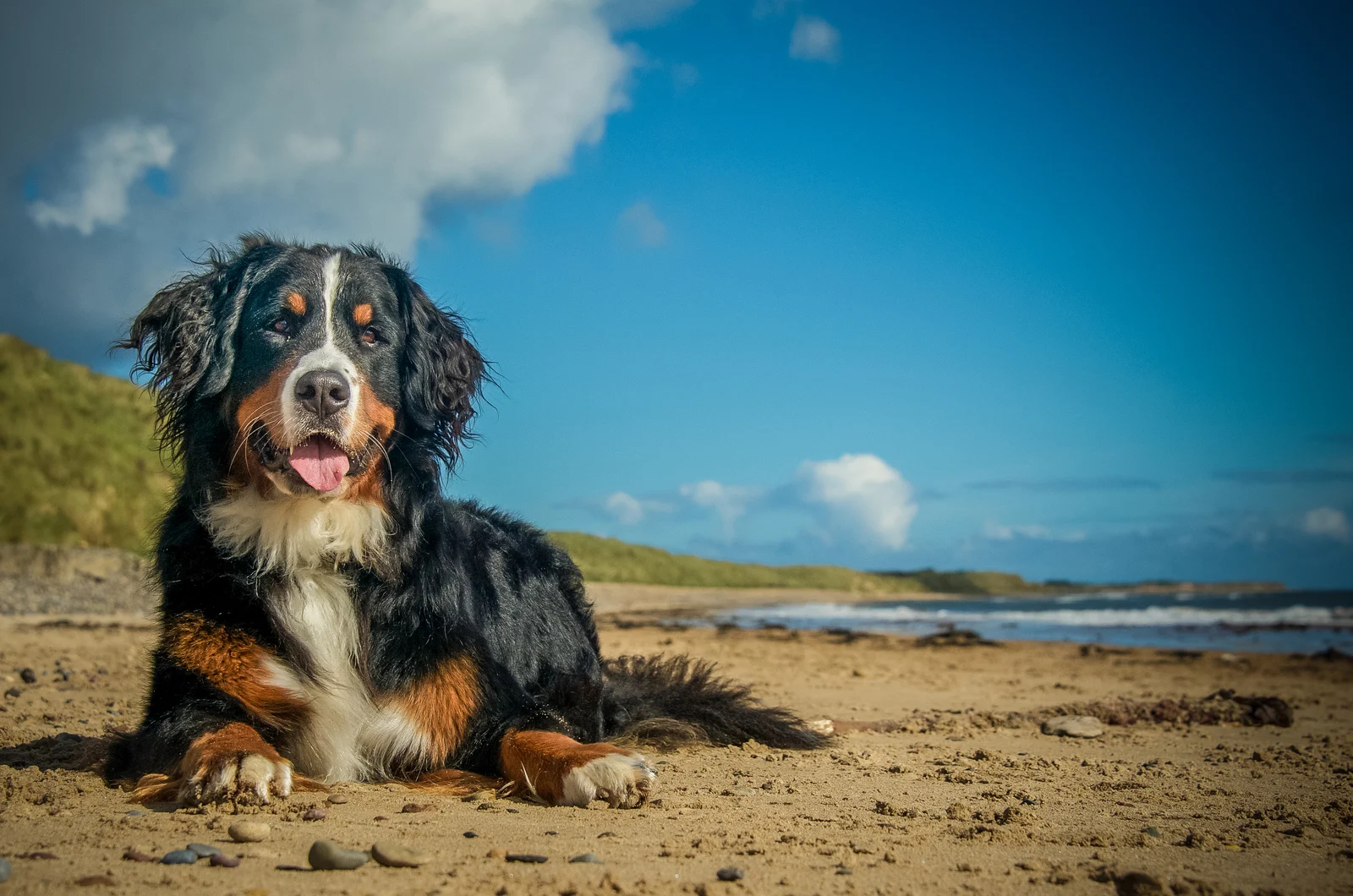 Golden Mountain Dog on the beach