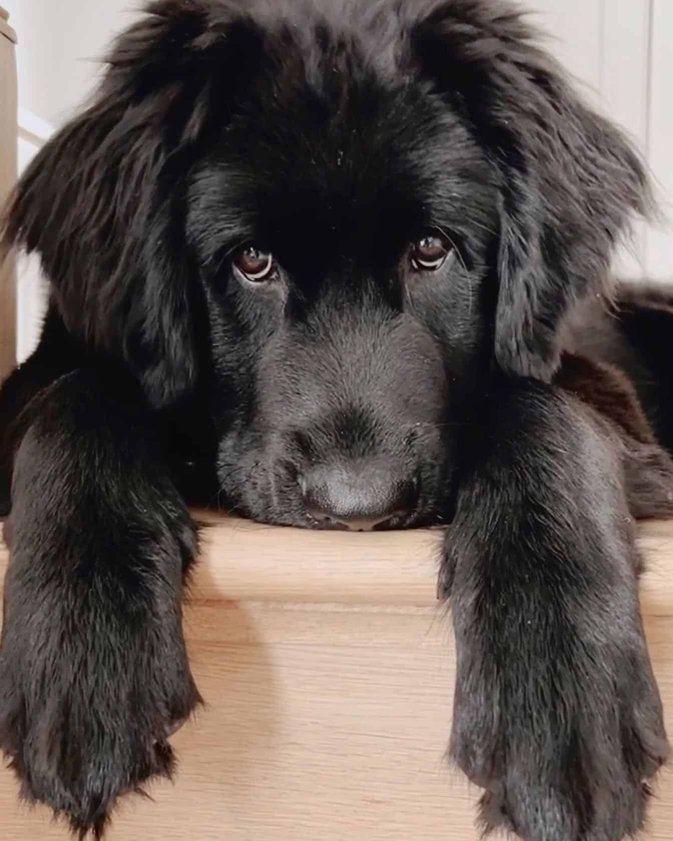 Golden Newfie dog