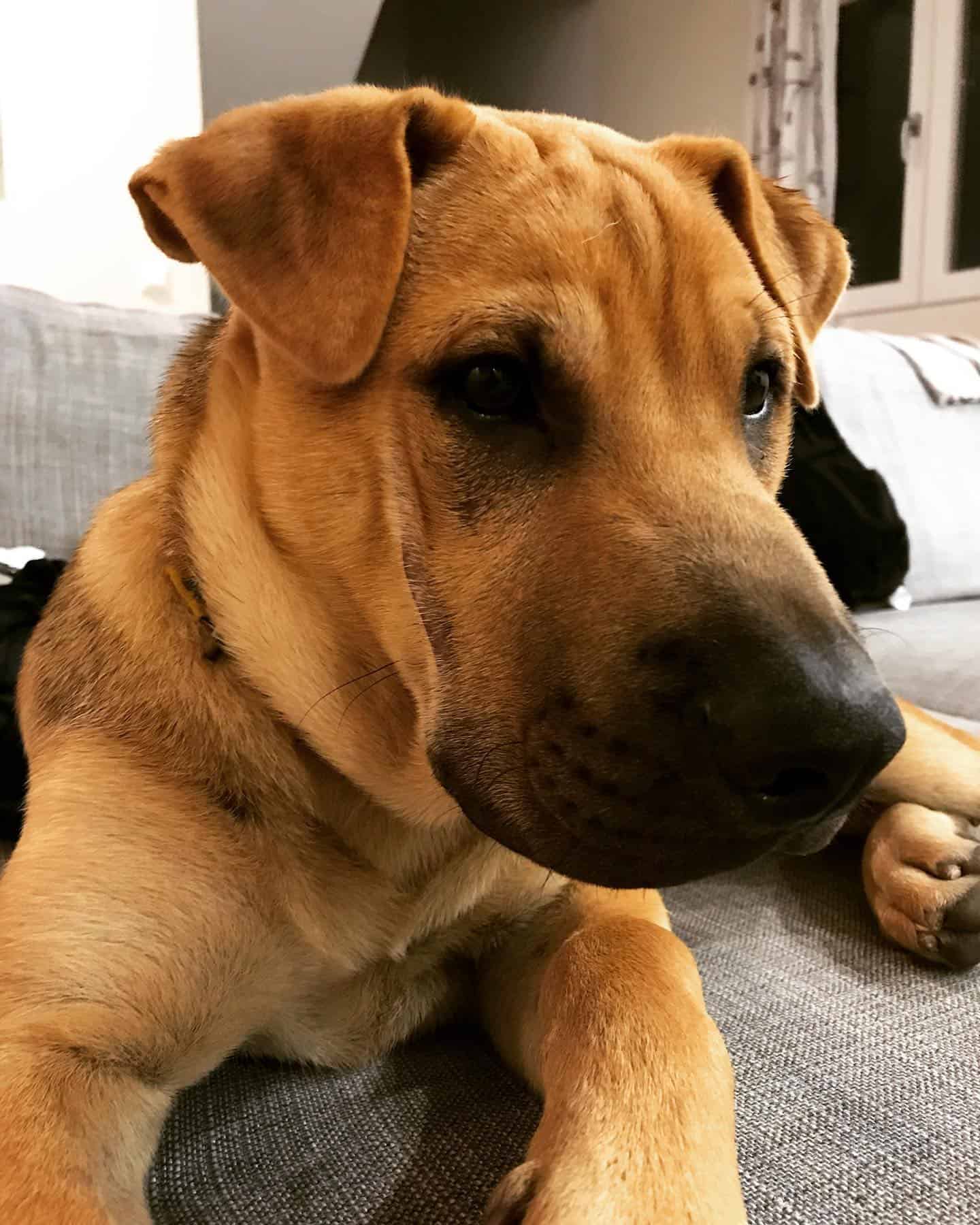 Golden Pei dog