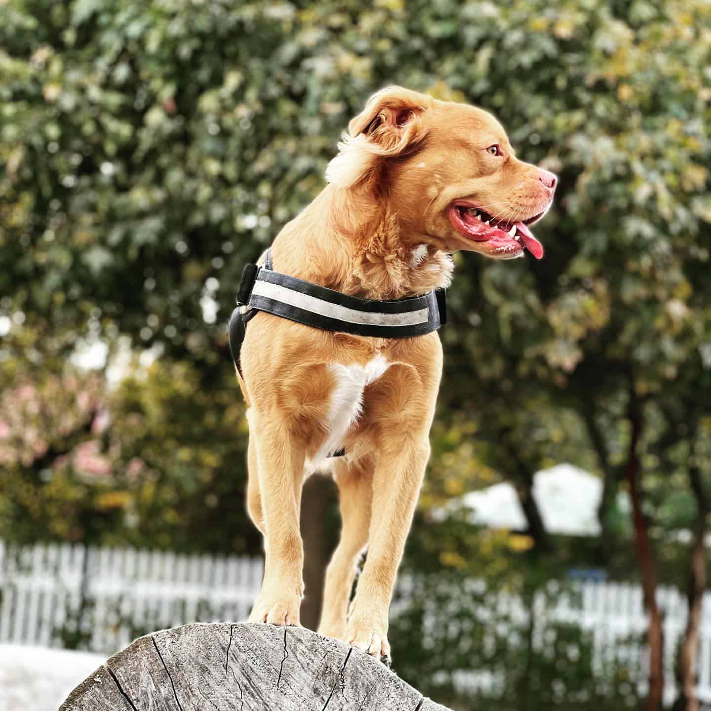 Golden Pitbull standing on a piece of wood