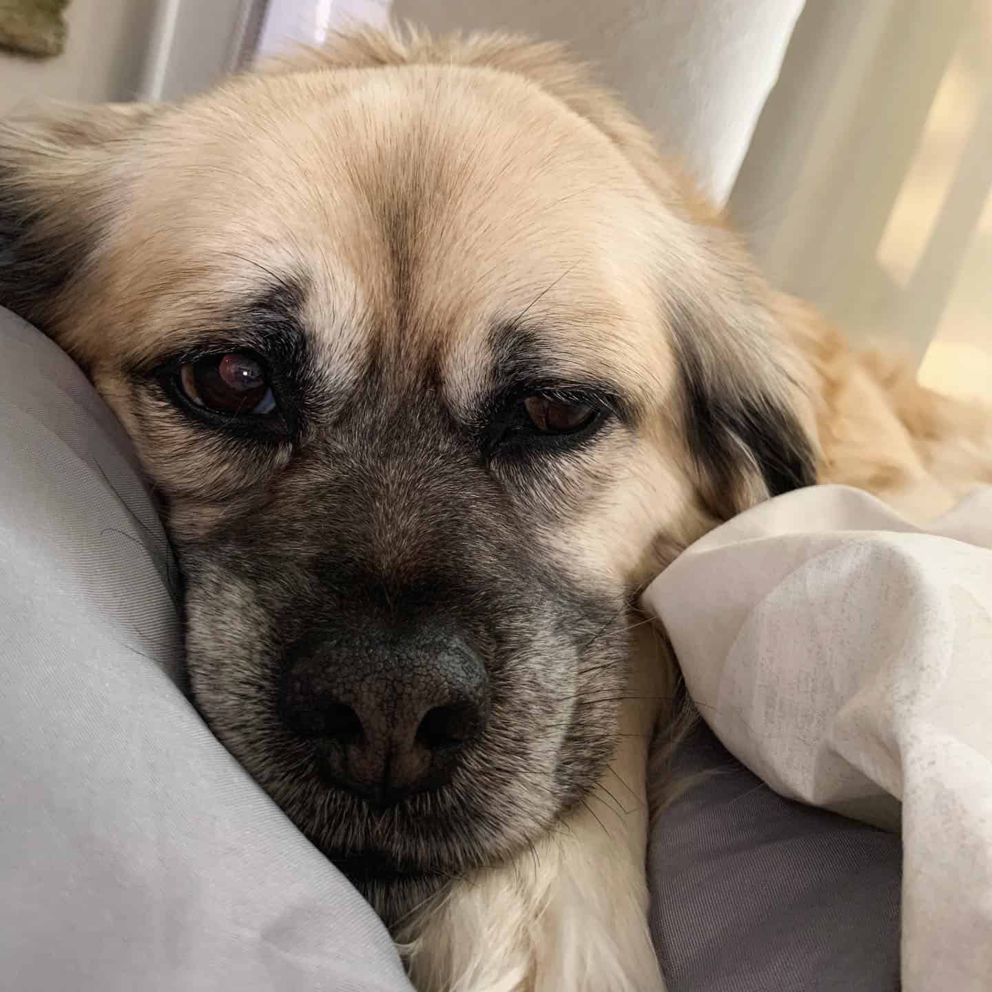 Golden Pug laying