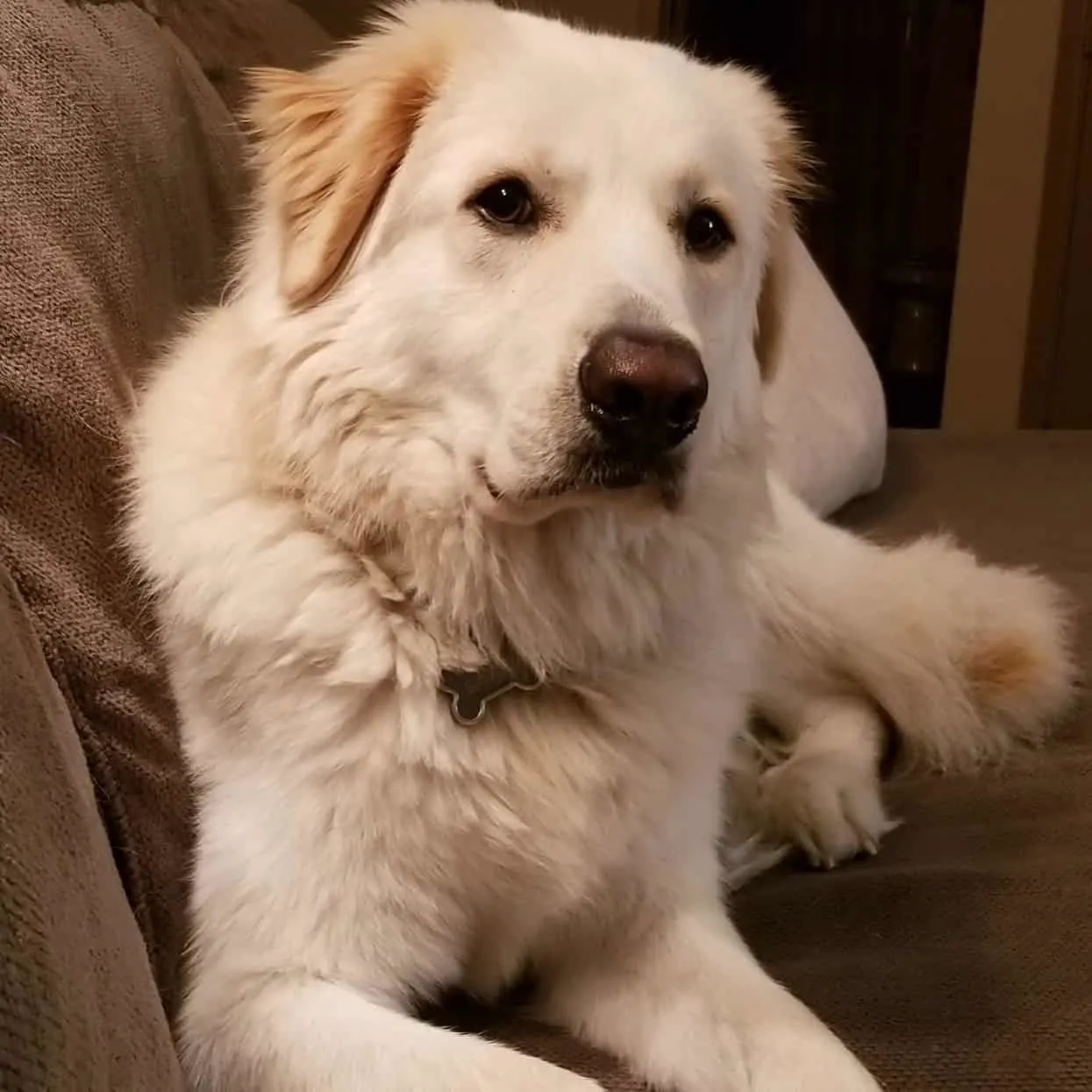 Golden Pyrenees laying on the couch