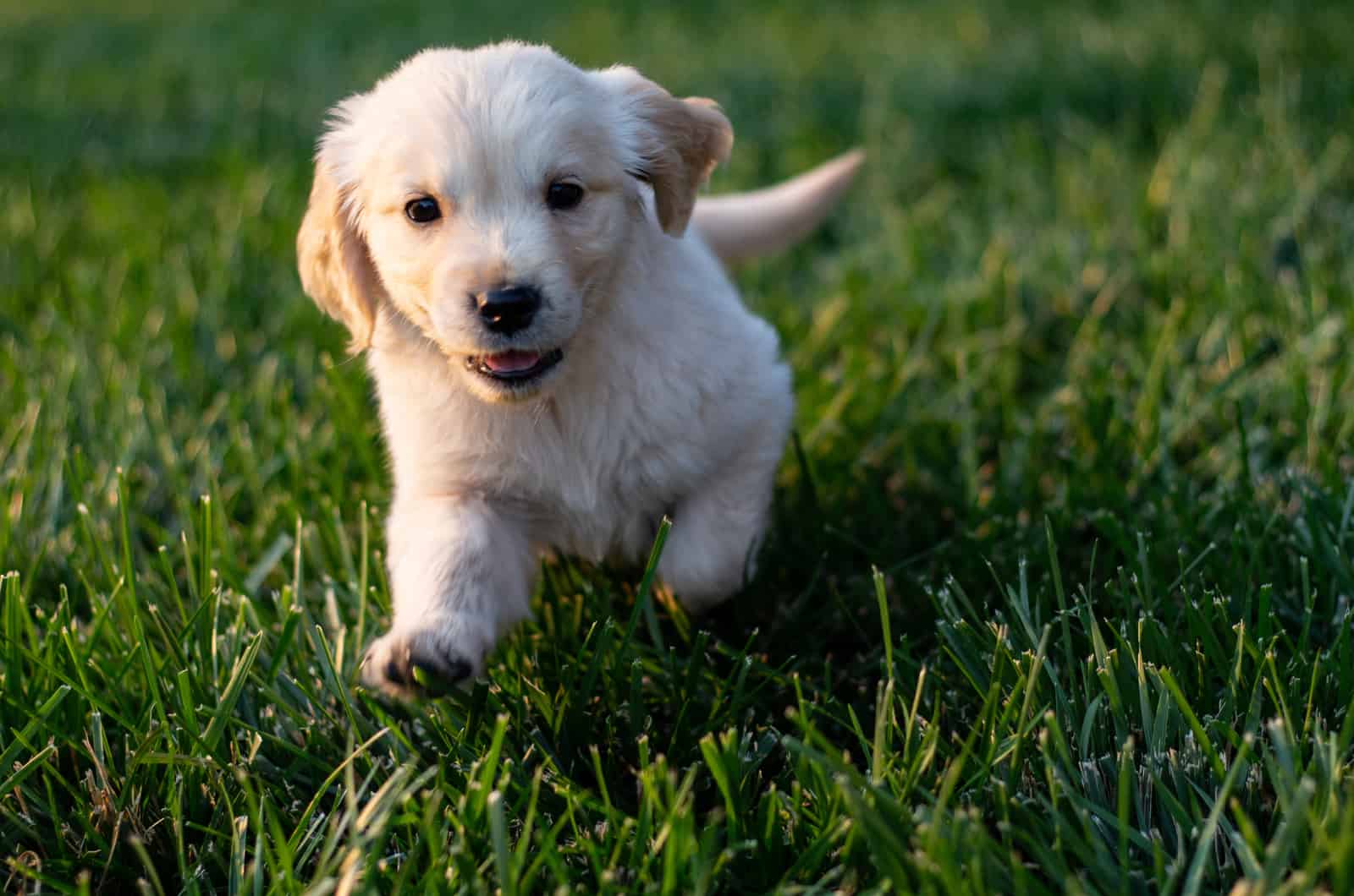 Golden Retriever puppy sets on green grass