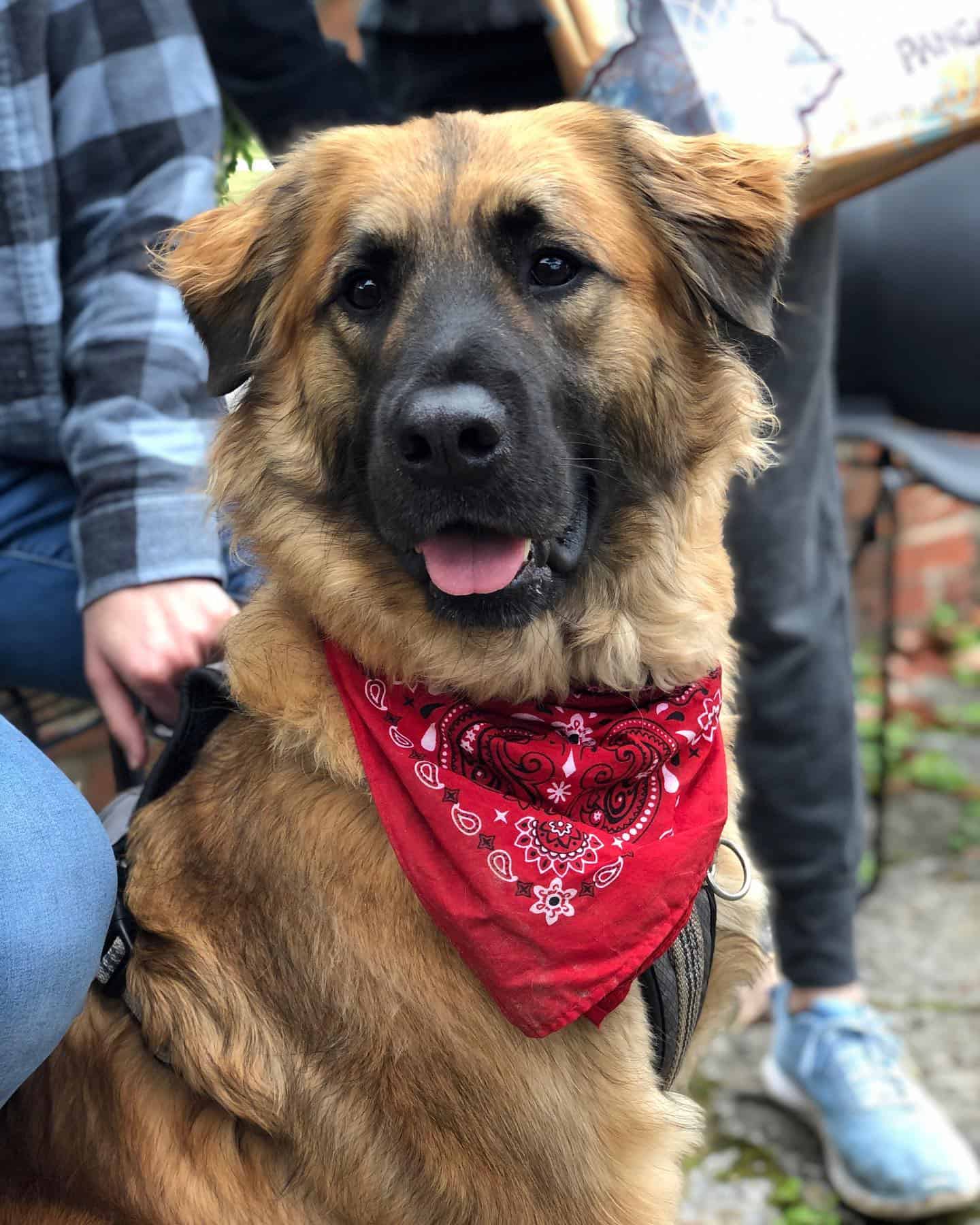 Golden Saint dog with red scarf