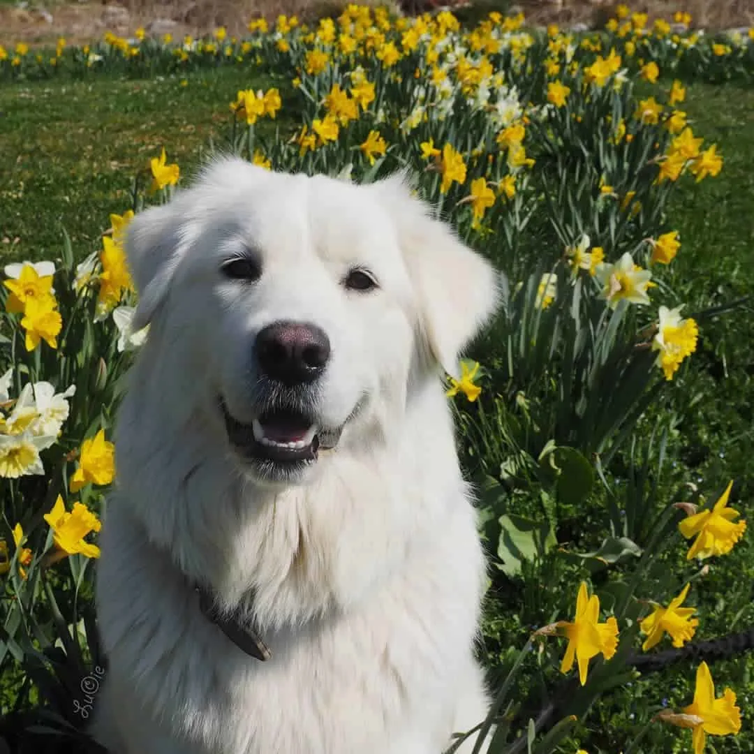 Golden Sammy dog in the flowers