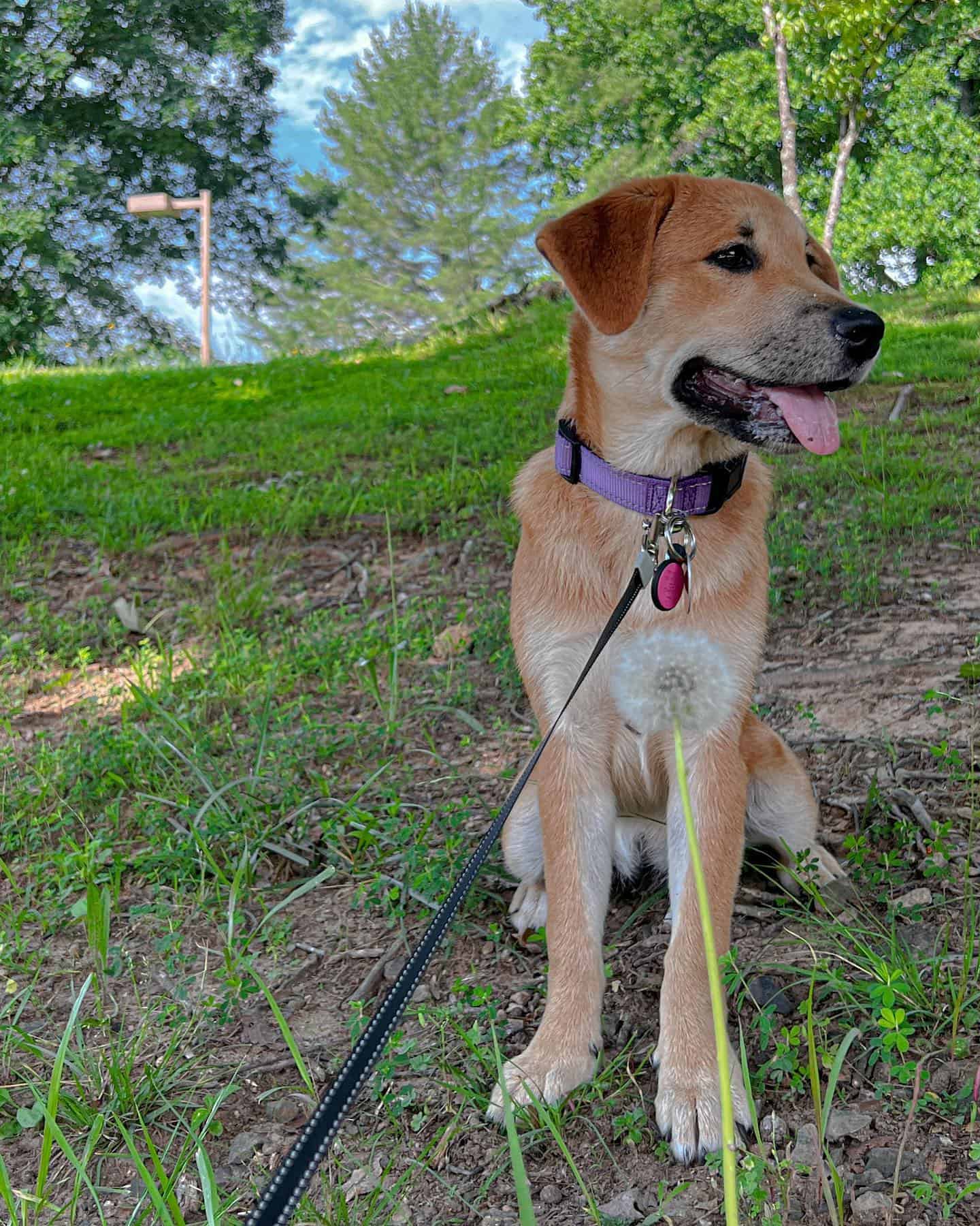 Golden Shiba sitting outdoor