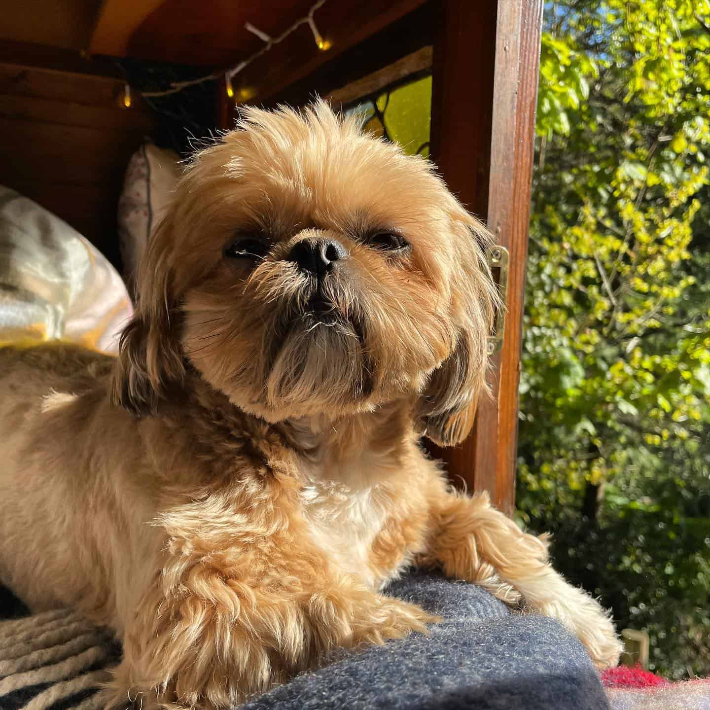 Golden Shih Tzu in sunlight