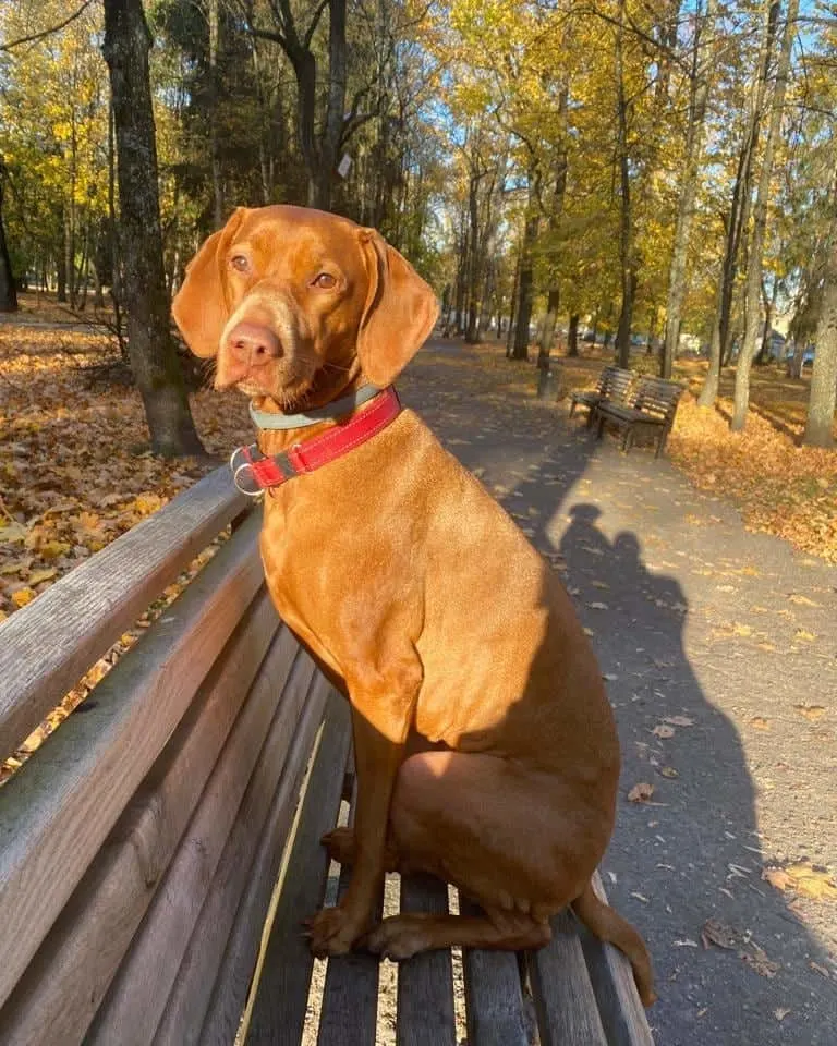 Golden Vizsla dog on the bench