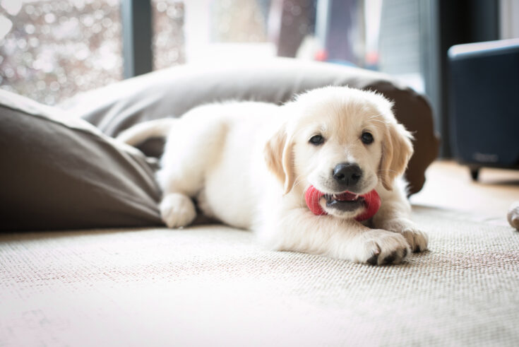 Leaving A Puppy Alone At Home For The First Time: 12 Tips
