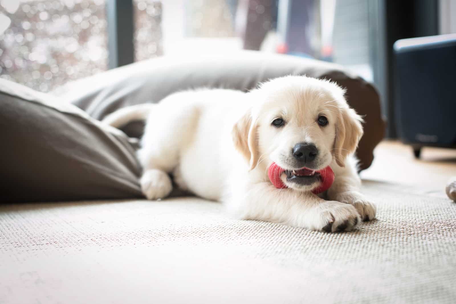 Golden retriever puppy at home