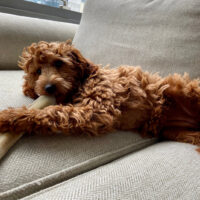 mini goldendoodle on the couch with big bone