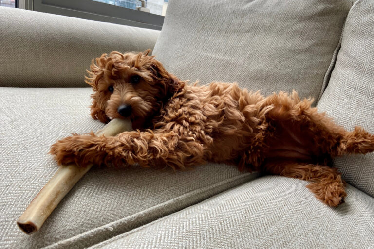 mini goldendoodle on the couch with big bone